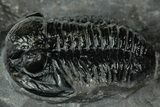 Detailed Gerastos Trilobite Fossil - Morocco #311233-2